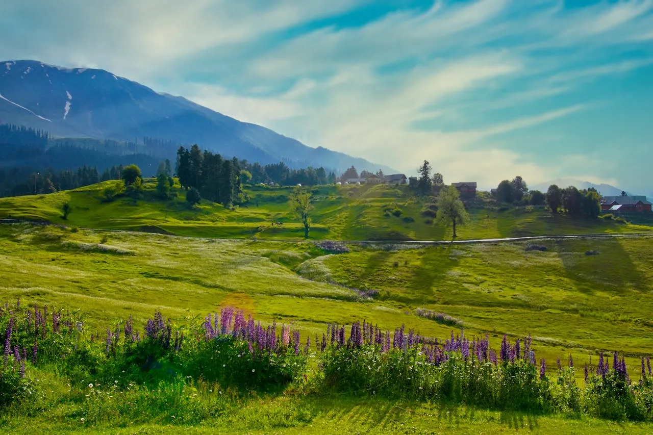 Alpine Meadow
