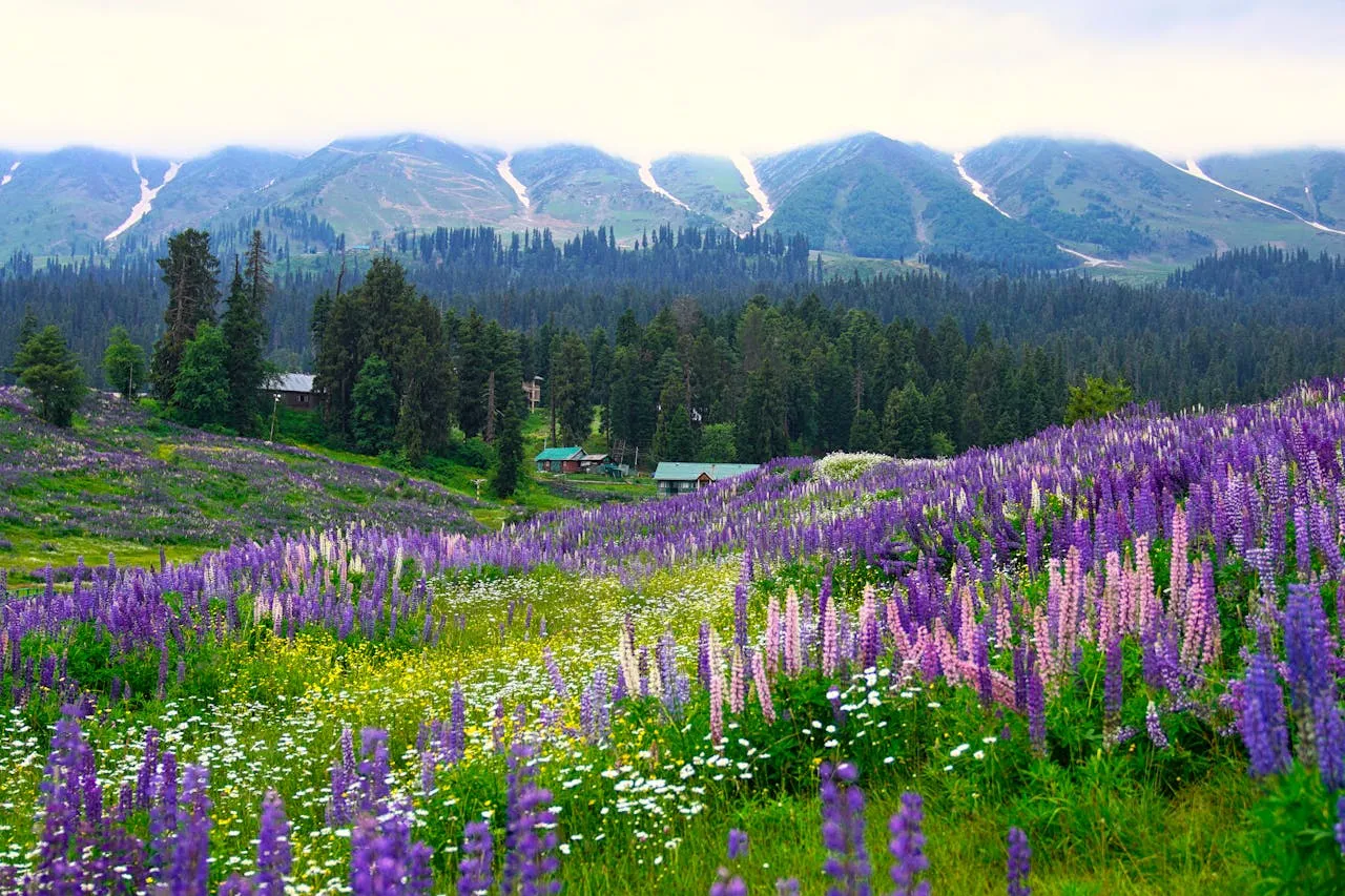 Kashmir