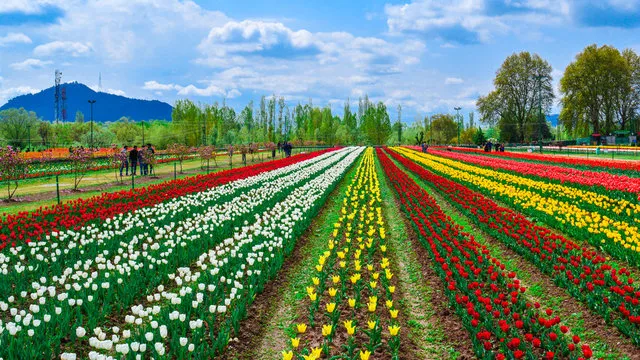 Tulip Garden Kashmir